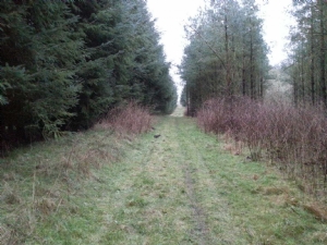 Aars Skov